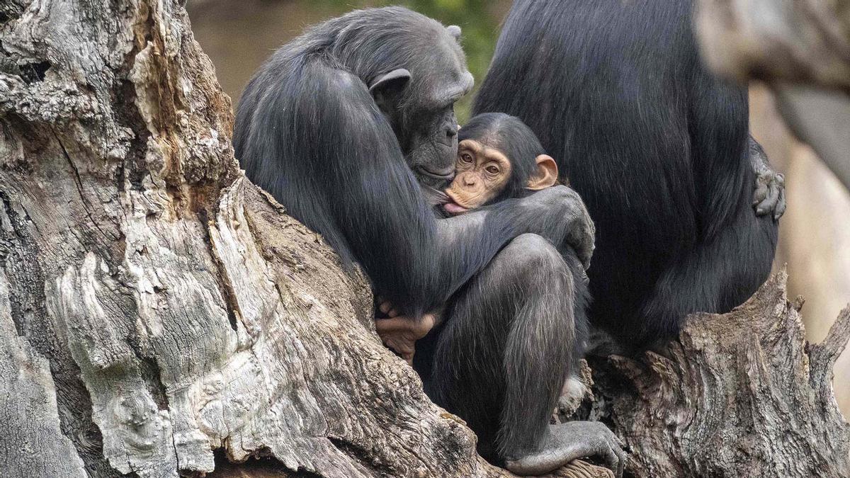 Chimpances en la selva ecuatorial de BIOPARC Valencia