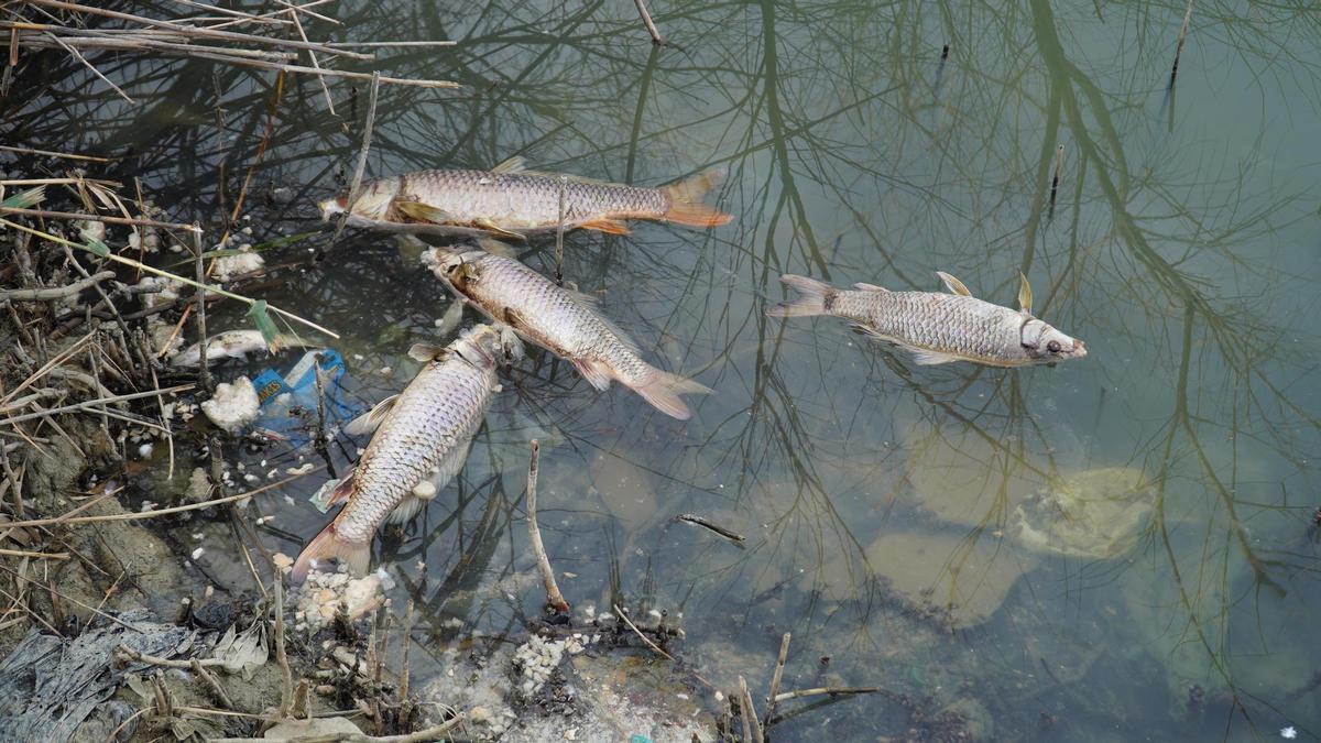 Peces muertos en la Laguna de la Barrera.