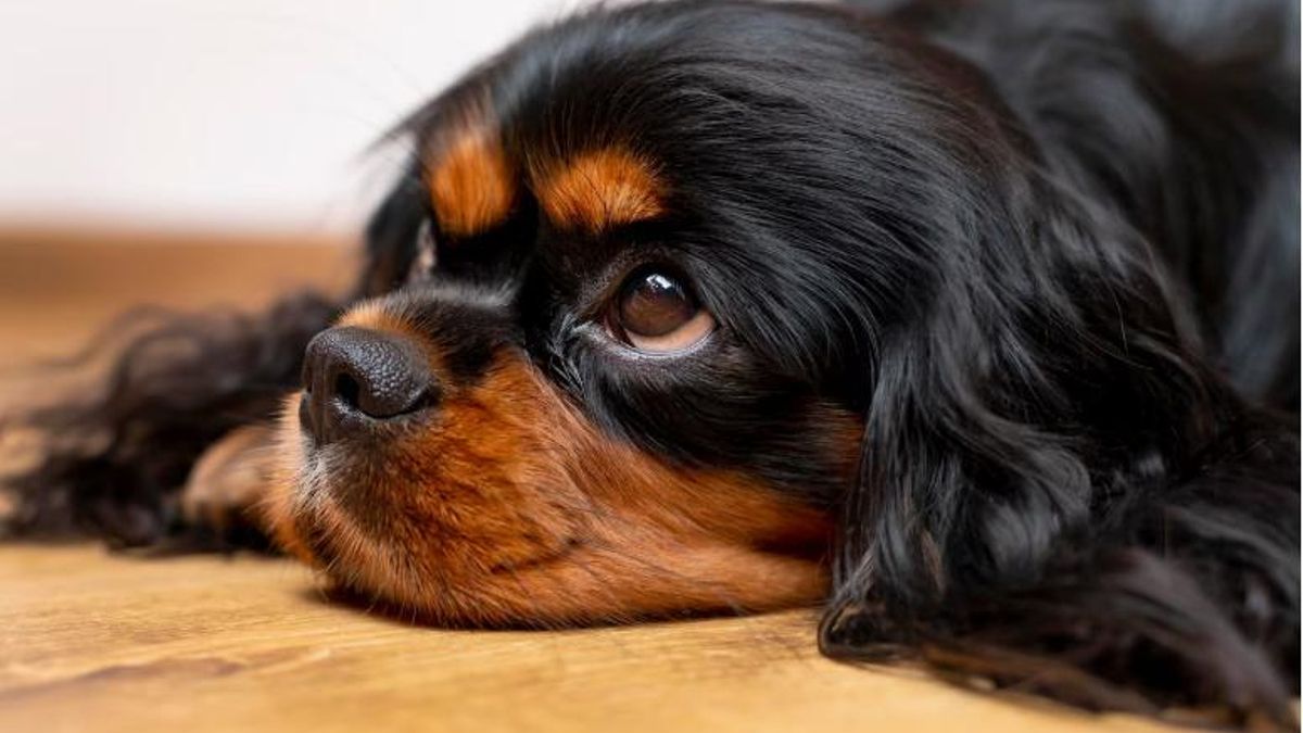 Les boniques reaccions que poden tenir les nostres mascotes