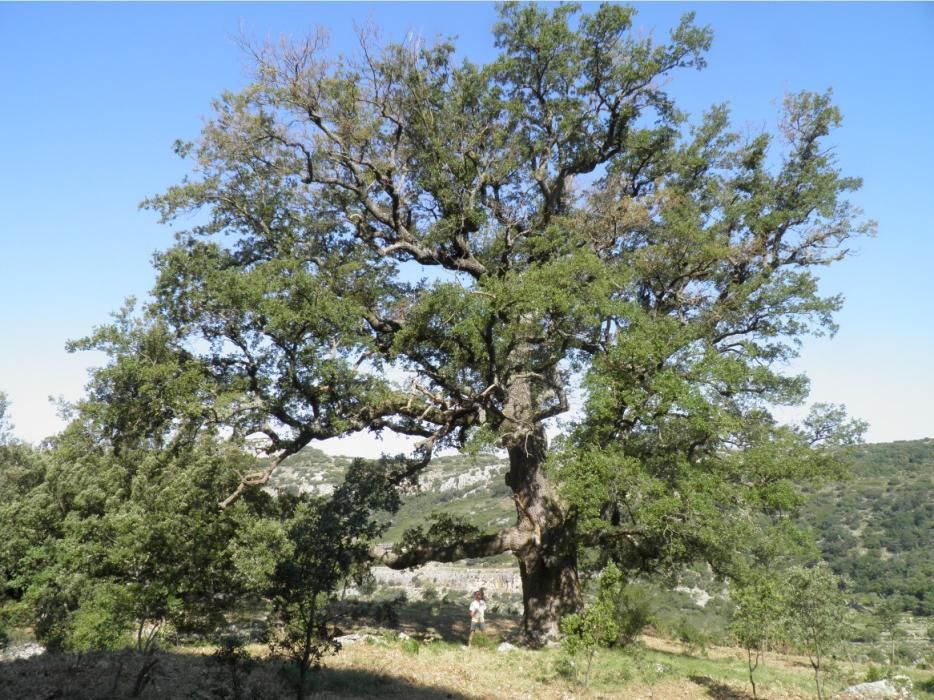 Roure Gros | Ares del Maestrat