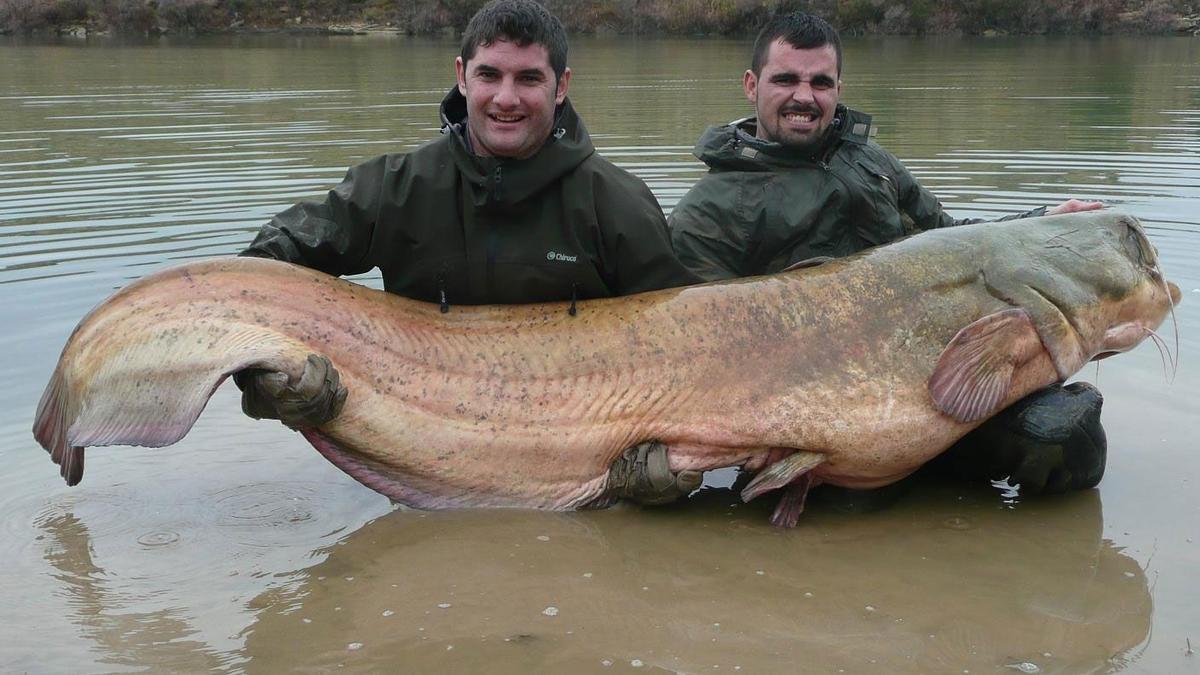 Dos pescadores posan con un siluro gigante en el Ebro.
