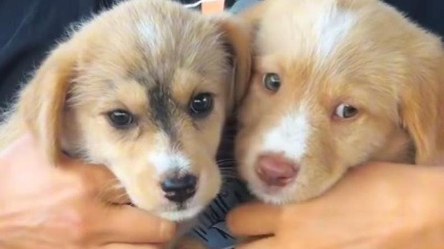 Dos cachorros aparecen atados a una señal de tráfico en Ourense tras un aviso por la venta de animales en la calle