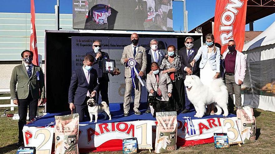 Arriba, los participantes en las competiciones de belleza canina en Silleda. Abajo los tres ganadores en ambos concursos.