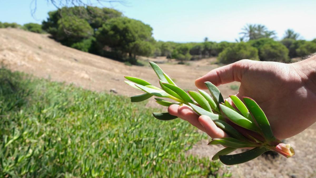 Las plantas invasoras siguen floreciendo en algunos tramos de la playa de La Marina