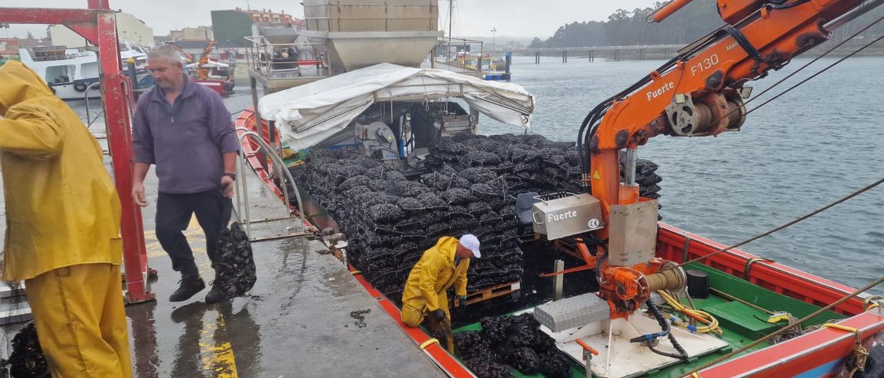 Descargas de mejillón para el mercado de fresco en el puerto de Vilanova, ayer.