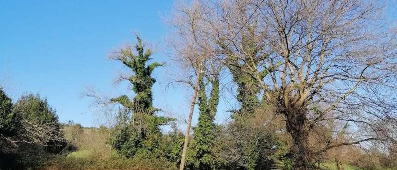 El árbol que tensa el cable de la luz y amenaza con tirar el poste que lo sujeta en Lavandera.