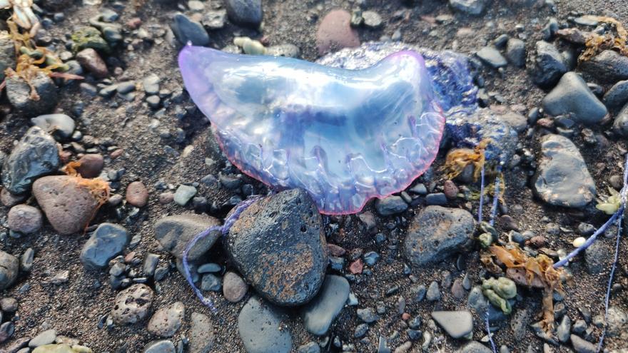 Alertan de la presencia de medusas en una playa de Güímar