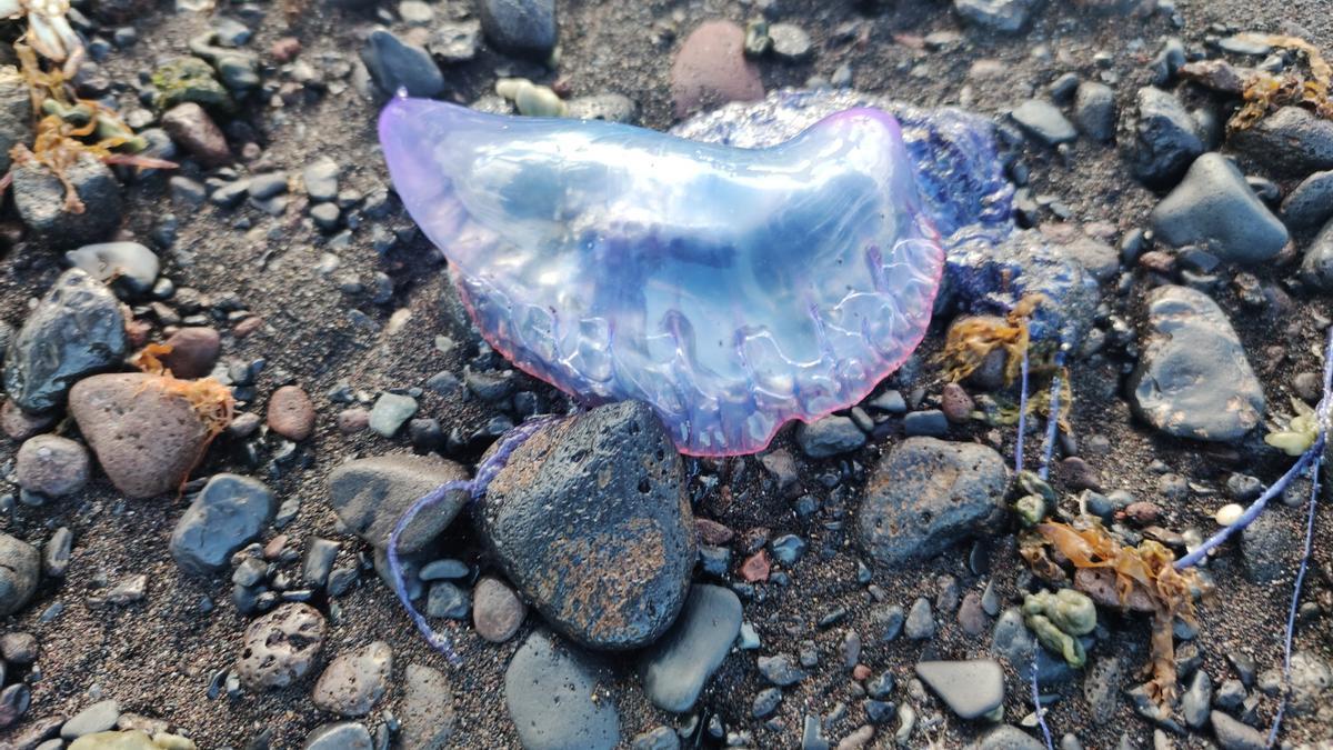 Specimen of Portuguese man-of-war arriving at Cabezo beach, Güímar Specimen of Portuguese man-of-war arriving at Cabezo beach, Güímar