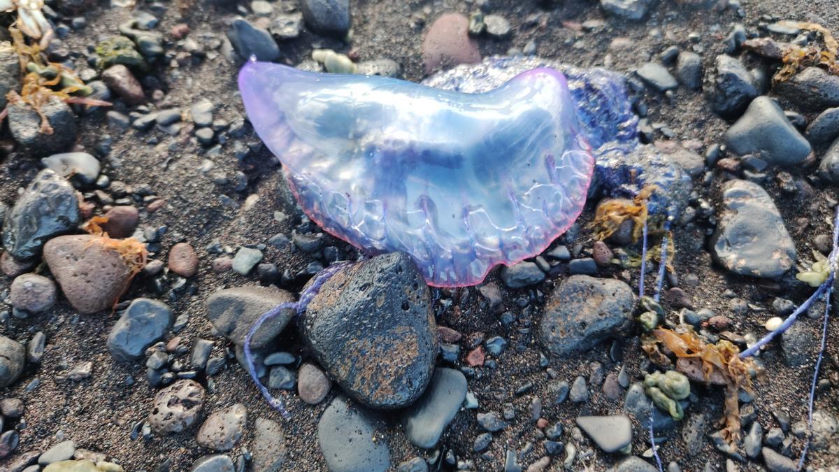 Ejemplar de Carabela portuguesa arribada a la playa del Cabezo, Güímar