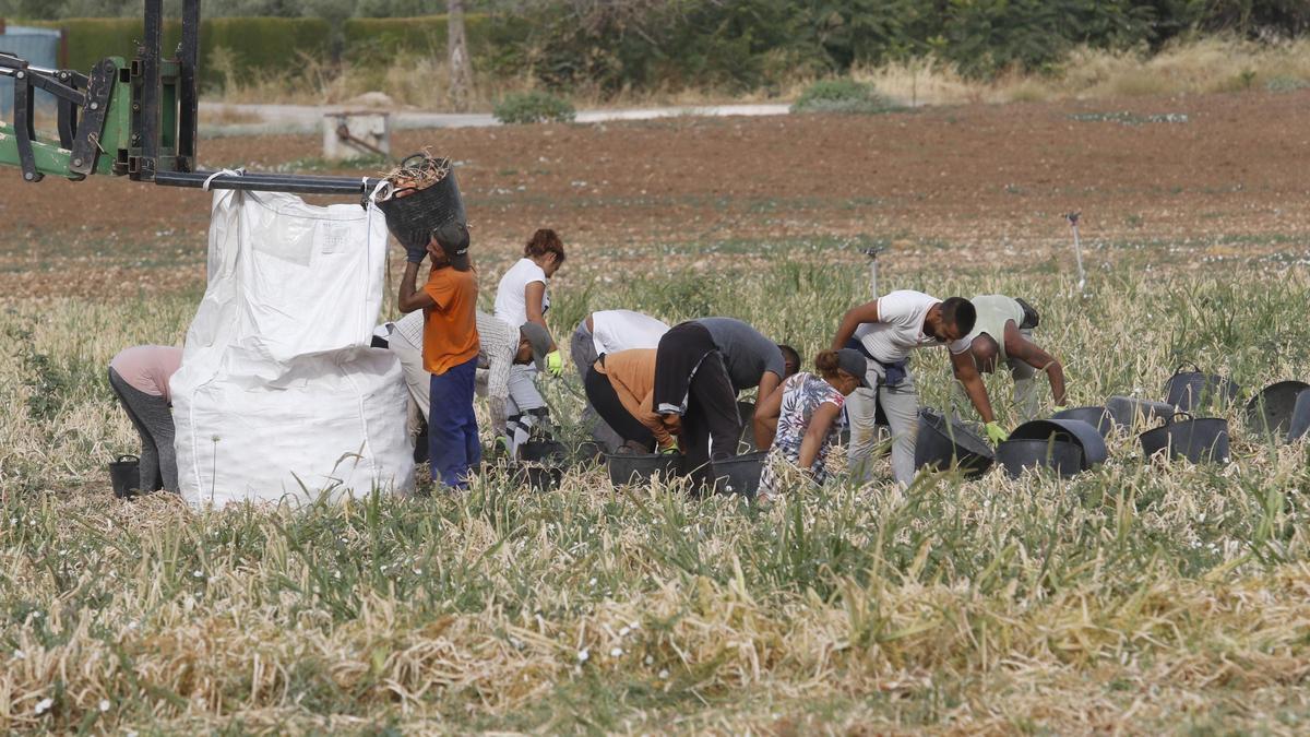 Una  cuadrilla de jornaleros recoge cebollas en una explotación de la provincia de Córdoba.