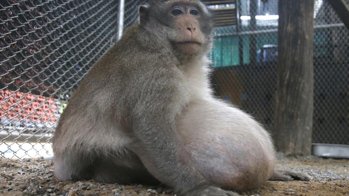 'Tío Gordo', el macaco obeso que han rescatado las autoridades tailandesas para ponerle a dieta.