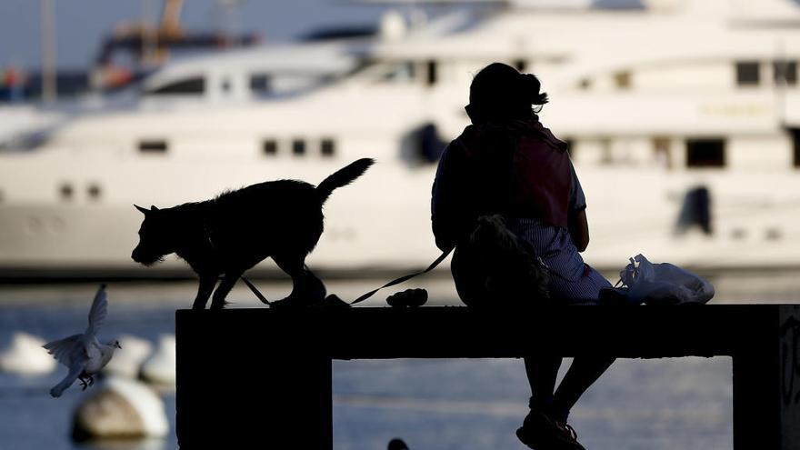 Cómo impedir que tu perro sufra los efectos del calor