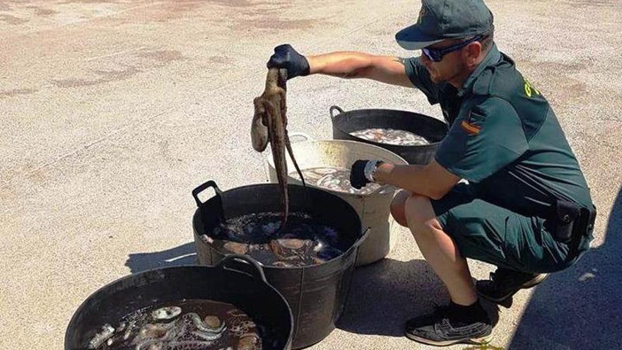 Incautados en Castellón 222 kilos de pulpo pescado irregularmente