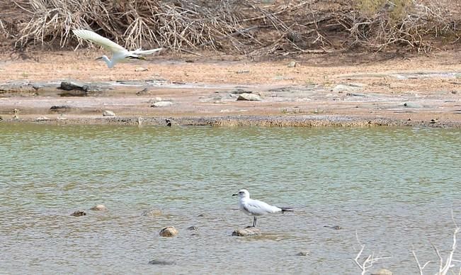 GARZA ÁNADE TORTUGA SUELTA CHARCA MASPALOMAS