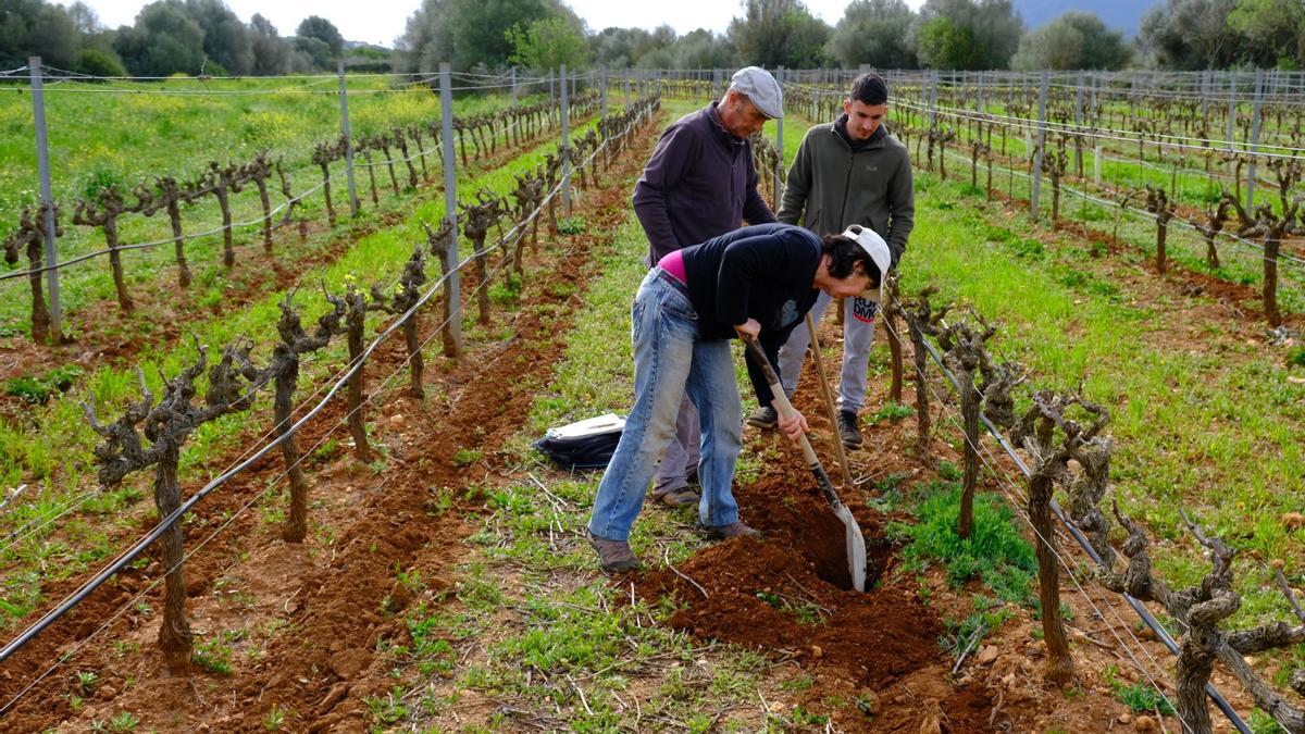 La agricultura regenerativa en Mallorca, en imágenes.