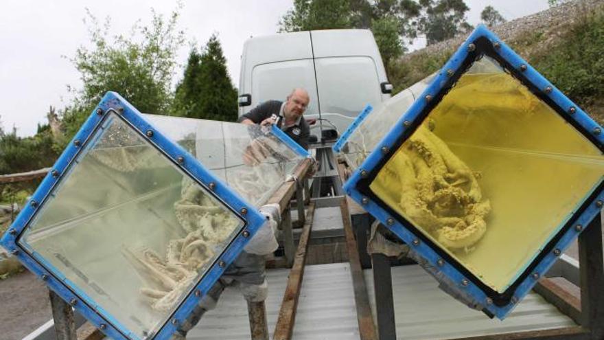 Luis Laria, con dos de los cinco calamares gigantes que se expondrán en Dinard, en la Bretaña francesa, el próximo verano.