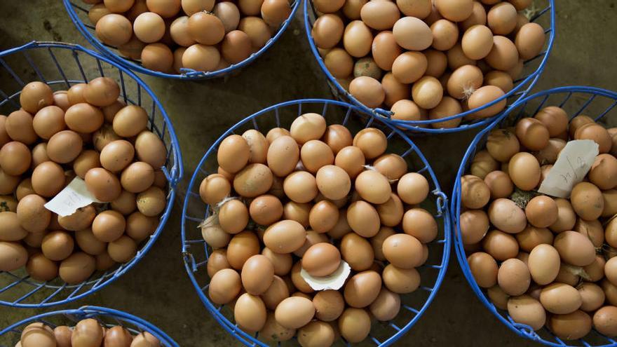 Las proteínas, buenas aliadas en una dieta para perder grasa.