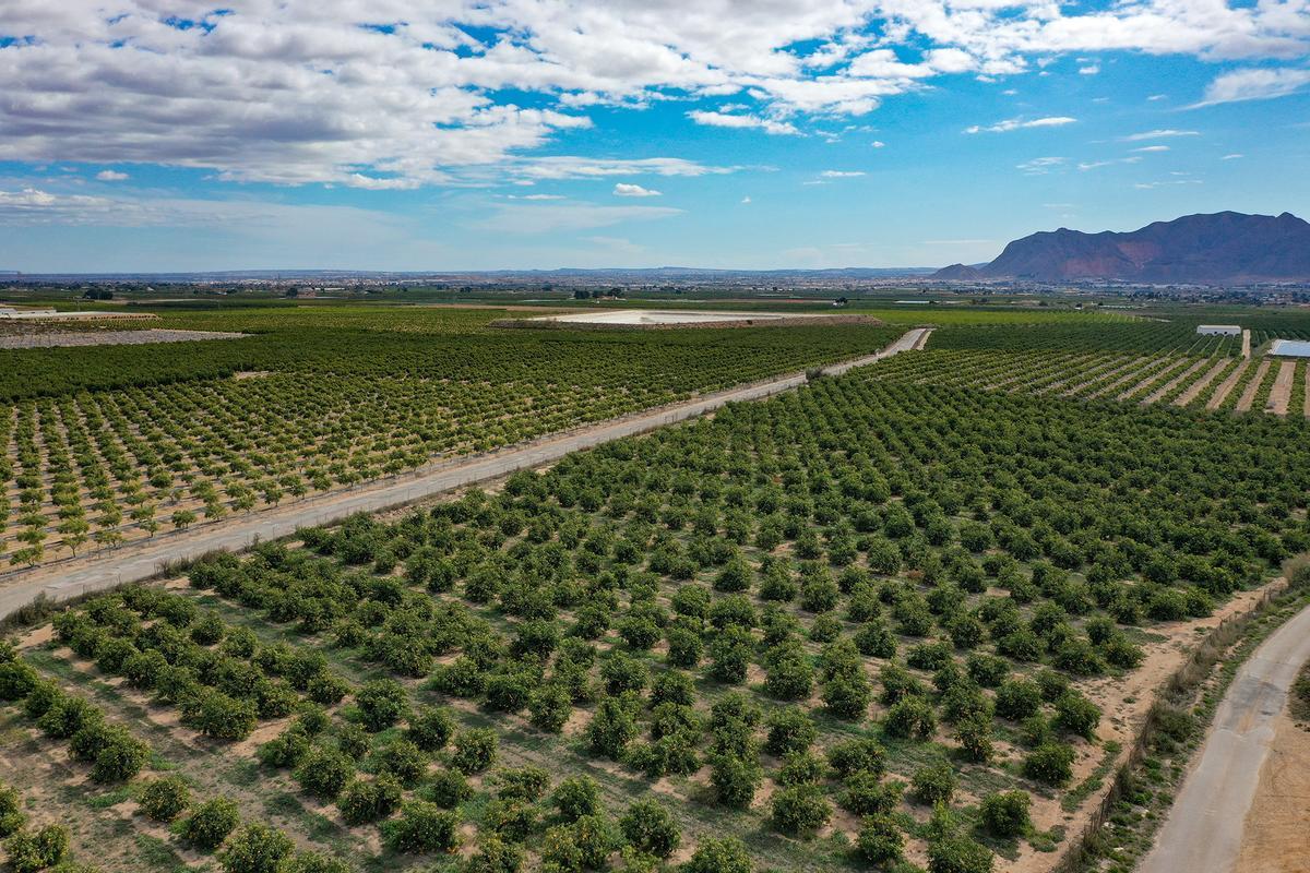 Bancales regados con aguas del trasvase en La Murada (Orihuela)