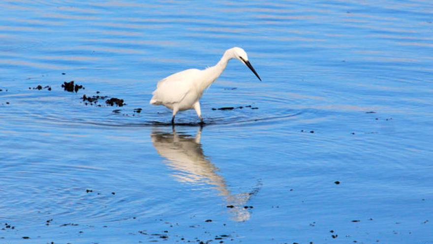 Una garza en el complejo intermareal del Umia // Muñiz