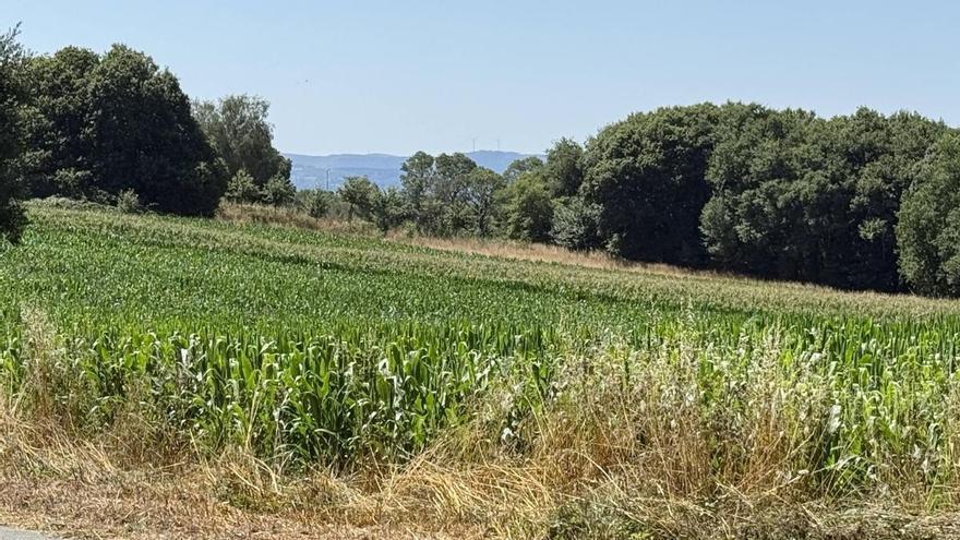 Proteger una hectárea de maíz contra el gusano soldado cuesta 500 euros, el doble que sembrarla