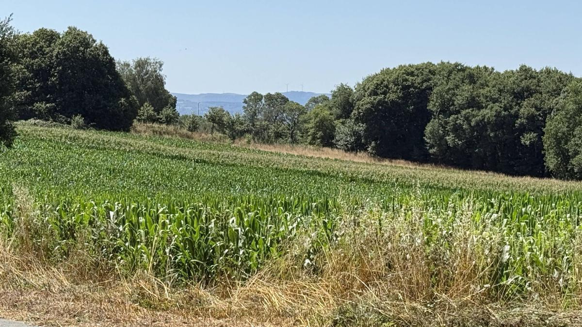 Una plantación de maíz en Lalín.