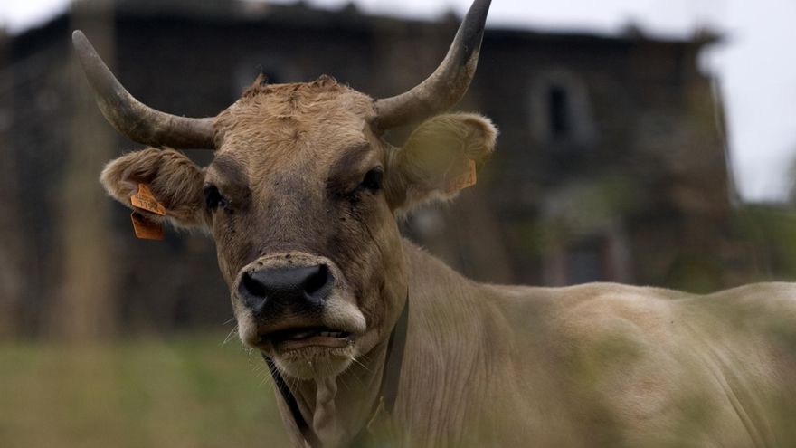 Operación &quot;Vaca emigrante&quot; en marcha: cómo introducir en Ecuador a la Asturiana de los Valles