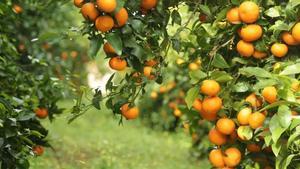 Finca citrícola con la variedad orri, la reina de las mandarinas ‘premium’ y que este año cotiza a 0,85 euros el kilo.