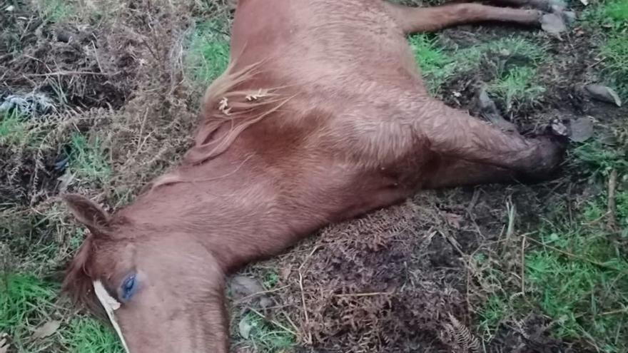 El animal fallecido tras la agresión. |  Cedida