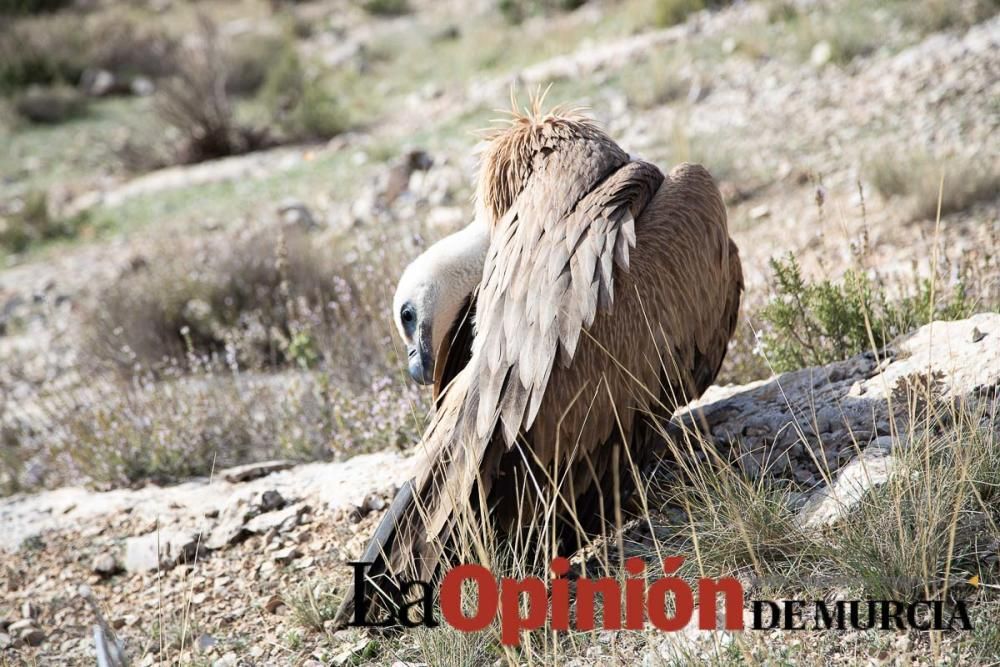 Liberan un Buitre Leonado en la Sierra de Mojantes