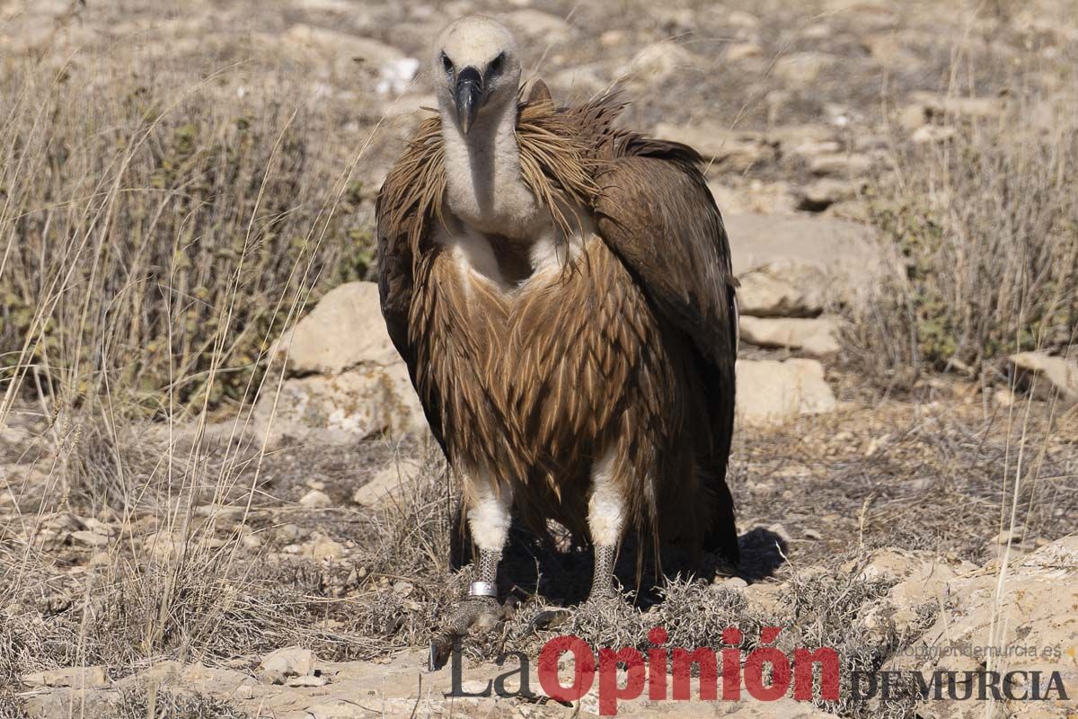 Suelta de dos buitres leonados en la Sierra de Mojantes en Caravaca