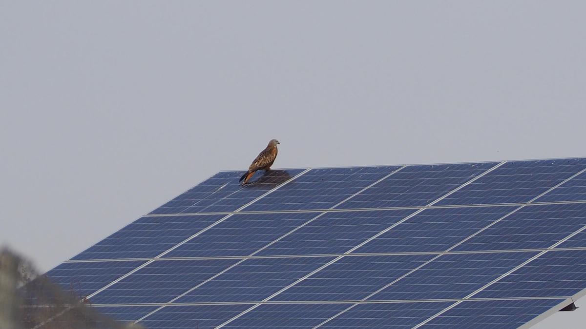 La sostenibilidad y el ciudado del medio ambiente son las principales apuestas de Ibersyd.