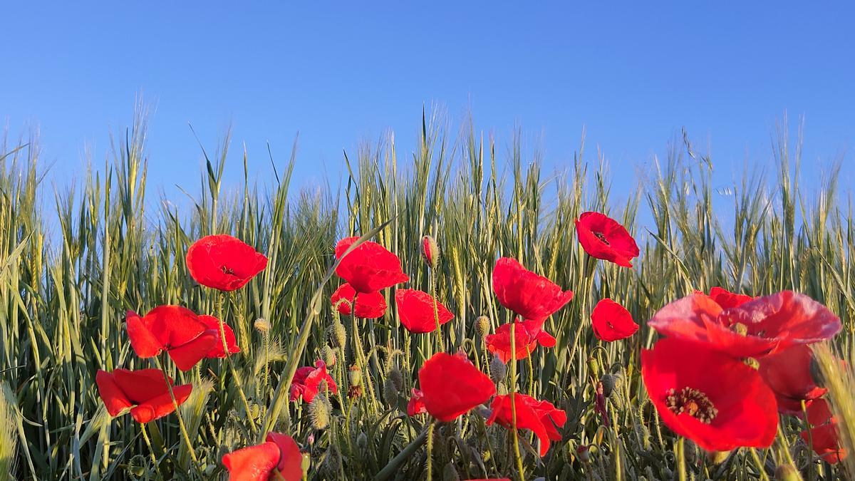 Roselles i cereals a Navès