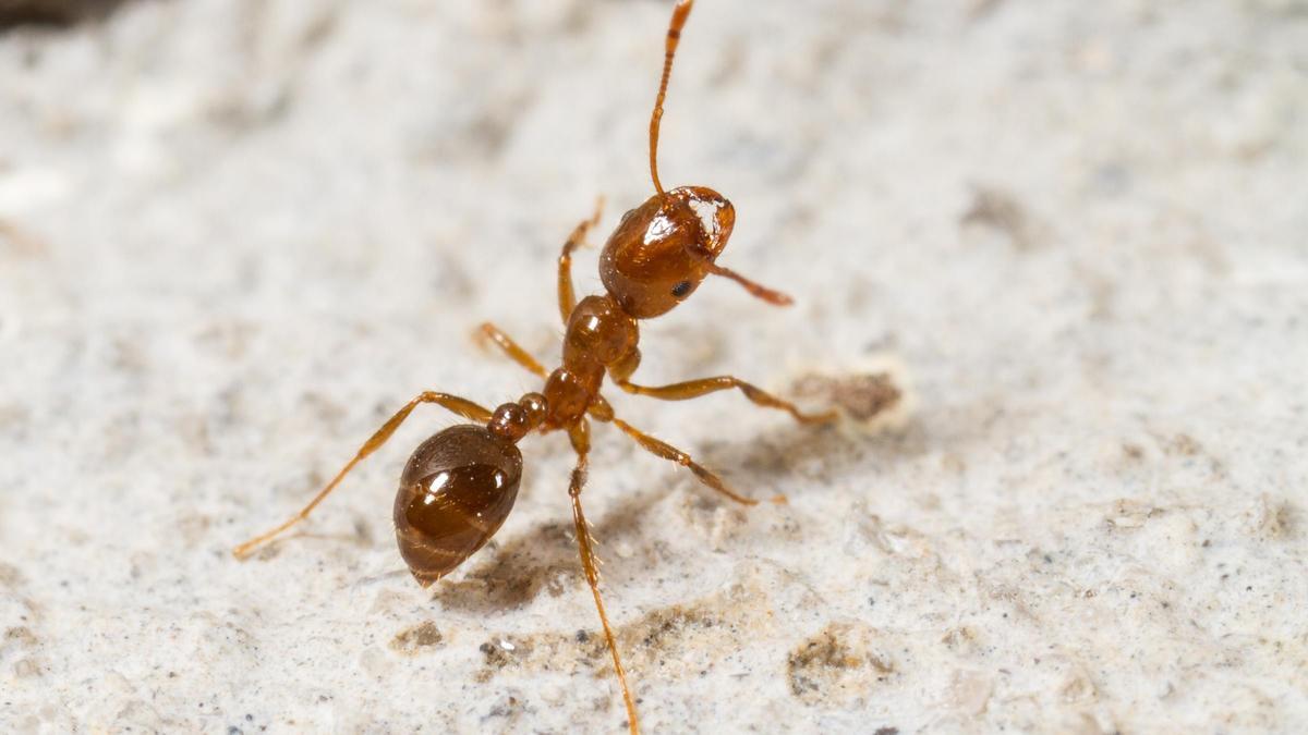 La hormiga roja de fuego ya nidifica en Europa
