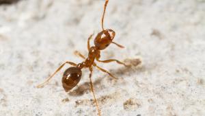 La hormiga roja de fuego ya nidifica en Europa