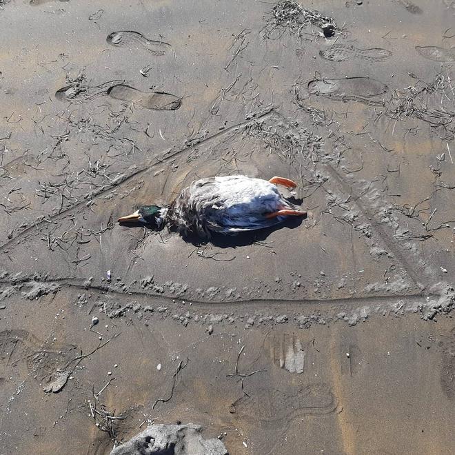 Aparecen restos de santería en Montaña Roja