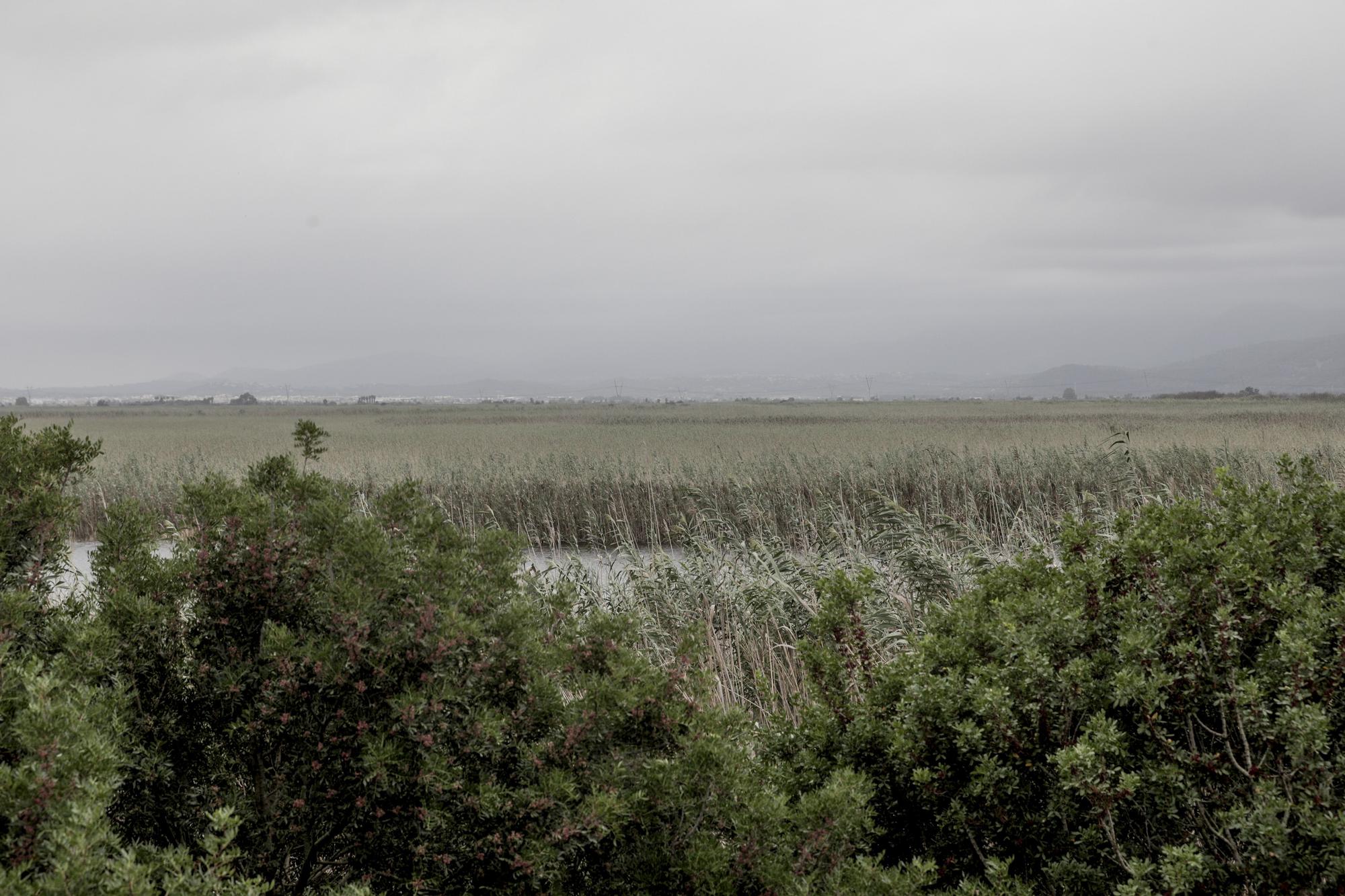 S'Albufera, un año después del incendio