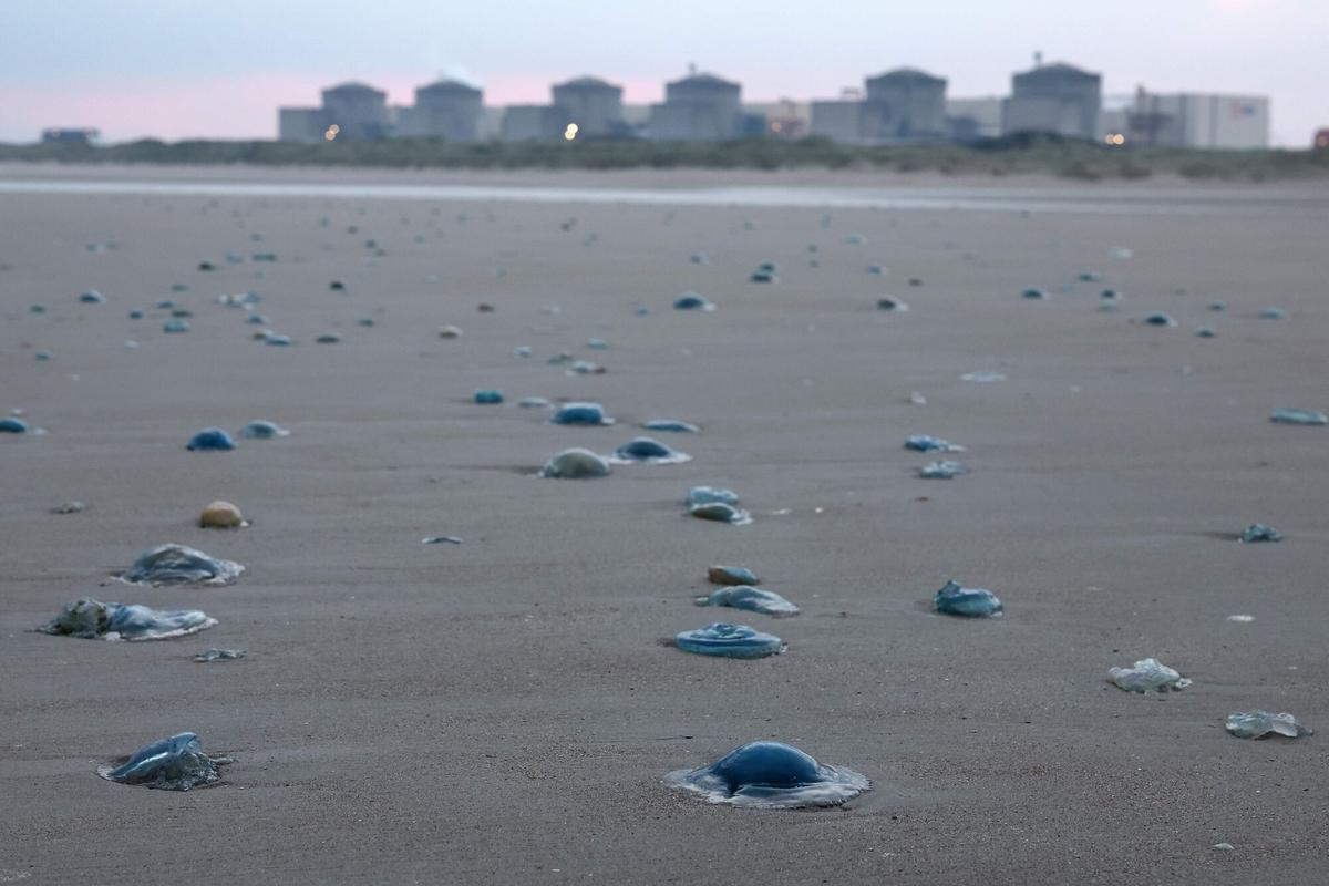Medusas cerca de la planta nuclear de Gravelines, en el norte de Francia, en una imagen de archivo.