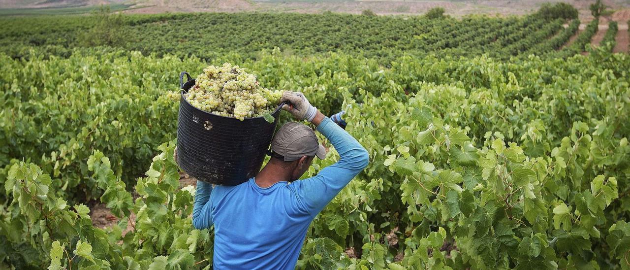 Olivares en la provincia de Alicante.  | Juani Ruz