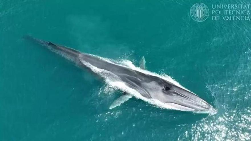 Récord de avistamientos de ballenas en la Marina Alta: la UPV le echa el ojo a 127 rorcuales, el segundo animal más grande del mundo