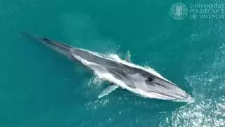 Rècord d’albiraments de balenes a la Marina Alta: la UPV posa l’ull en 127 rorquals, el segon animal més gran del món