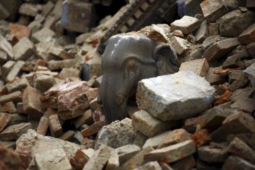 Una estatua de elefante entre los escombros de un templo derribado tras el terremoto en Bhaktapur, Katmandú