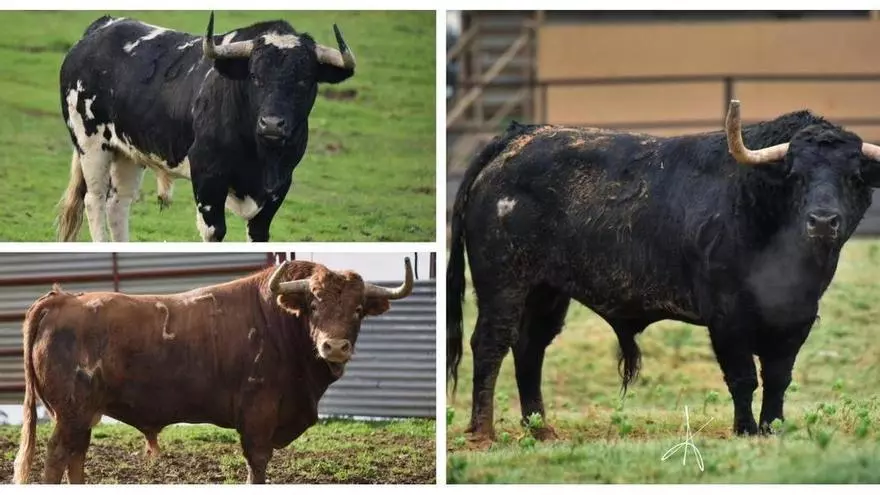Cuenta atrás para Sant Pasqual: estas son las ganaderías de las fiestas de Vila-real