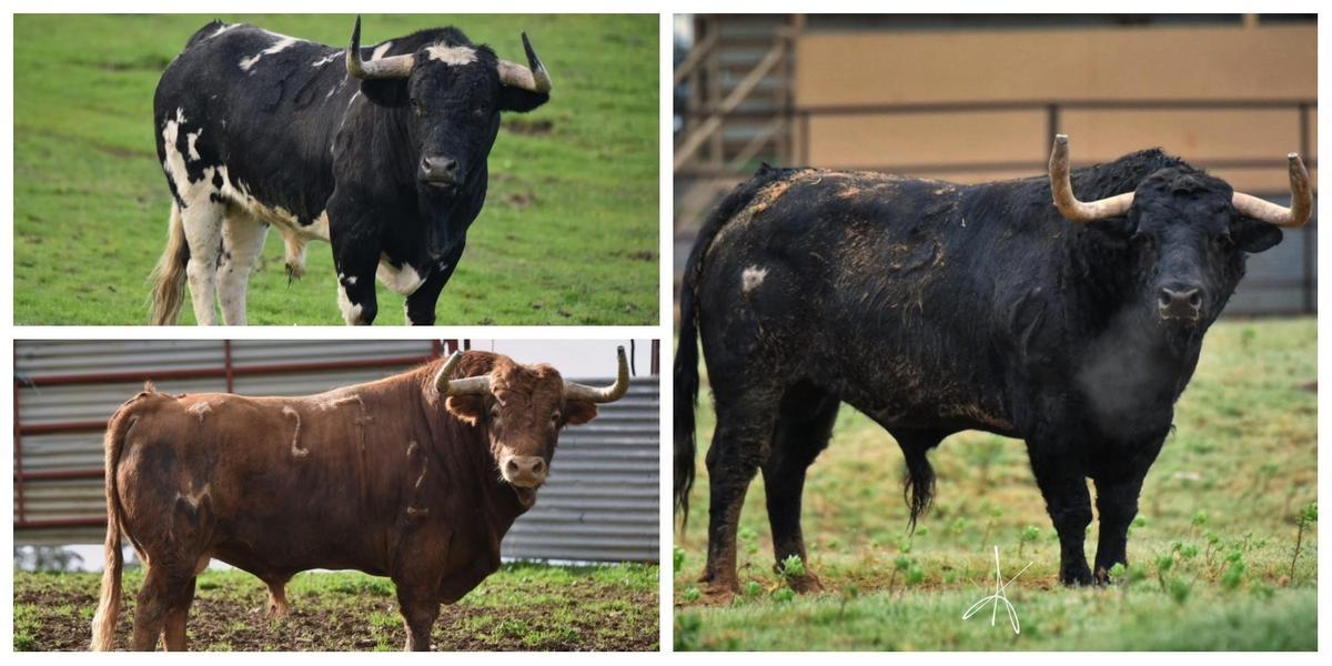 Los toros de la Comissió del Bou: 'Lunero', de Monteviejo; 'Jugador', de Guadajira, y 'Pringoso', de Gavira.