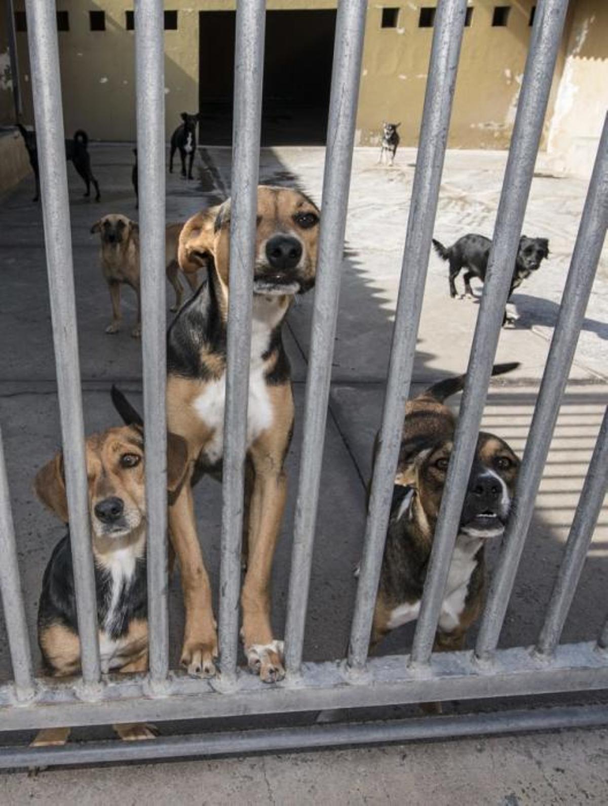 03/01/2019 ARUCAS. Albergue Insular de animales.  FOTO: J. PÉREZ CURBELO