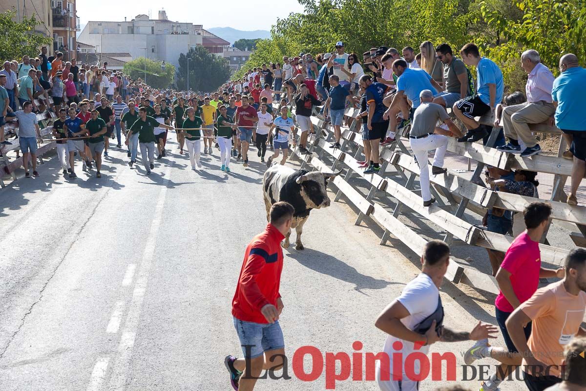 Sexto y último encierro de la Feria Taurina del Arroz en Calasparra