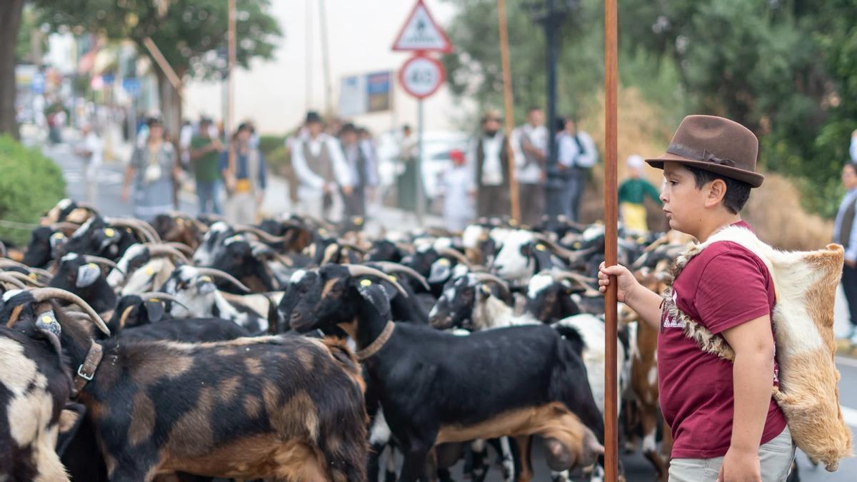 Tradición canaria y sabor herreño en la romería de Valsequillo
