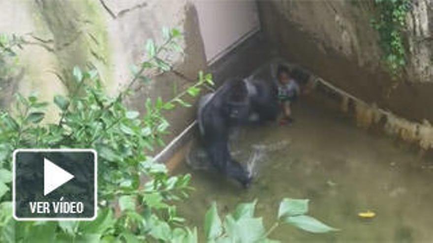 Investigan la muerte de un gorila en un zoo de EEUU