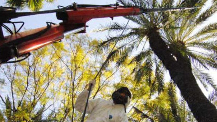 El tratamiento a las palmeras del Parque Municipal contra el picudo rojo comenzó ayer .