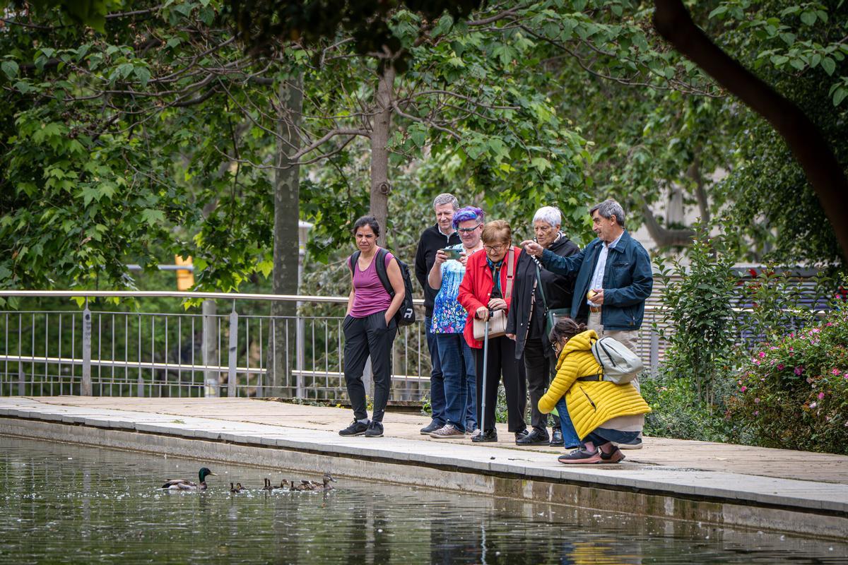 Barcelona 05/04/2026 Barcelona. Patos en los Jardines del Baix Guinardó, donde la población de estas aves se ha reproducido considerablemente en los últimos años. La presencia de los animales fue uno de los argumentos expuestos por los vecinos para oponerse al proyecto del mercado provisional del Guinardó. Palabras clave: Jardines del Baix Guinardó, patos, fauna urbana, aves, estanque, naturaleza urbana, Guinardó, mercado provisional, vecinos, protesta vecinal, biodiversidad, animales, espacio verde, barrio del Guinardó, Barcelona, medio ambiente, reproducción de aves, vida urbana, parque, ecología urbana. AUTOR: MANU MITRU