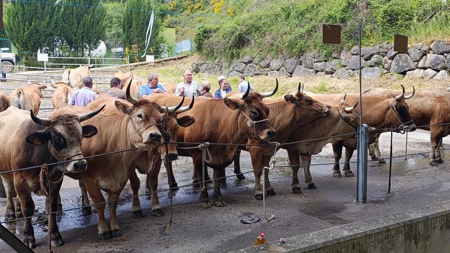 Lío en el sector cárnico: el relanzamiento del sello “Raza Autóctona” para la asturiana de los valles enfrenta a los ganaderos
